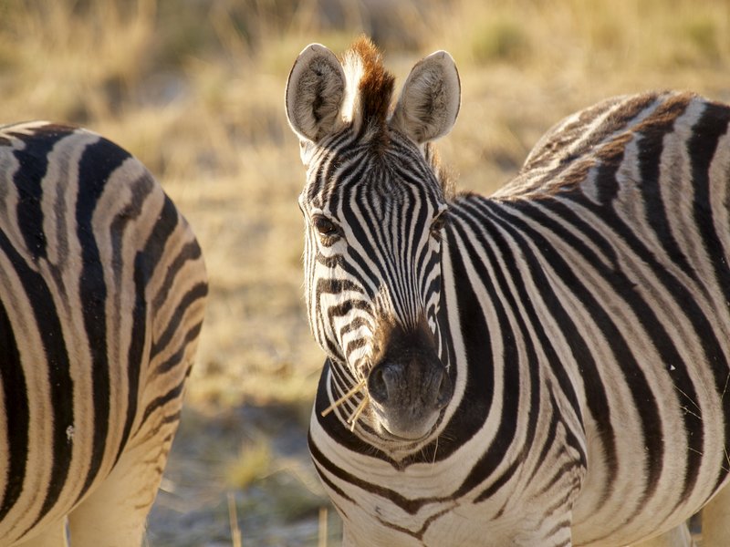 Etosha National Park, Zebra